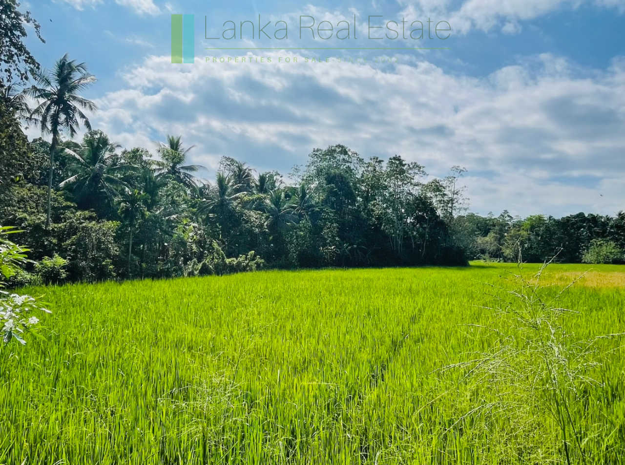 Two acre paddy view with potential in Habaraduwa