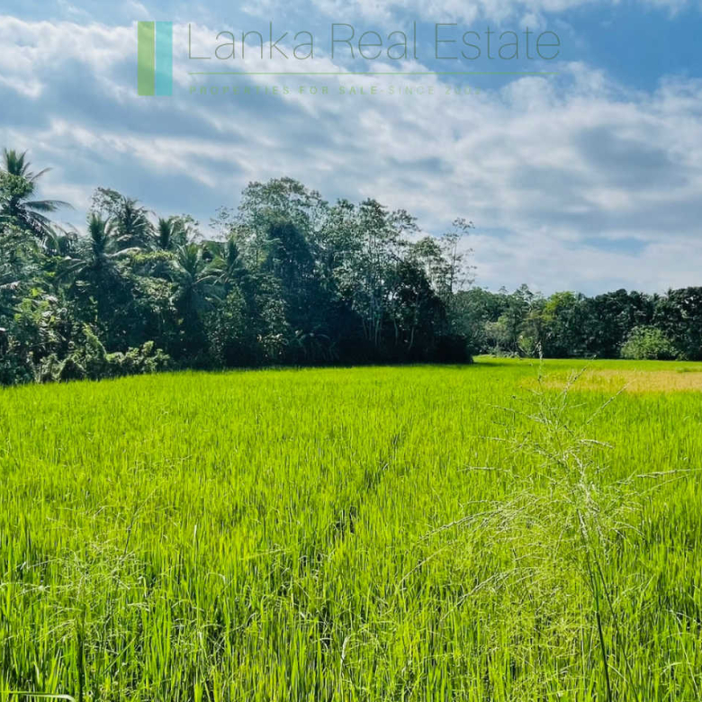 Two acre paddy view with potential in Habaraduwa
