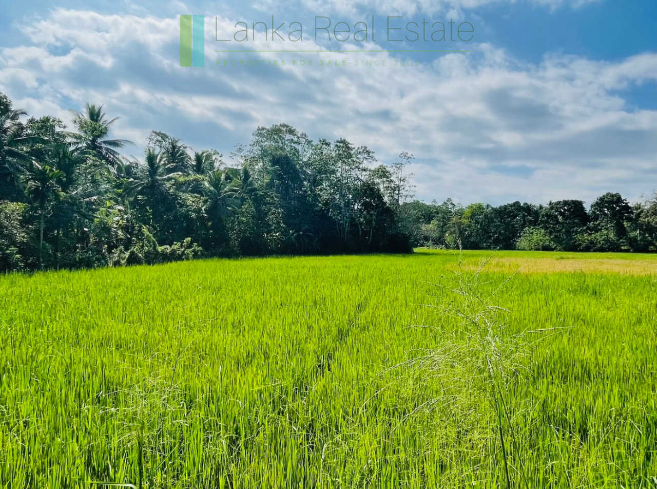 Two acre paddy view with potential in Habaraduwa