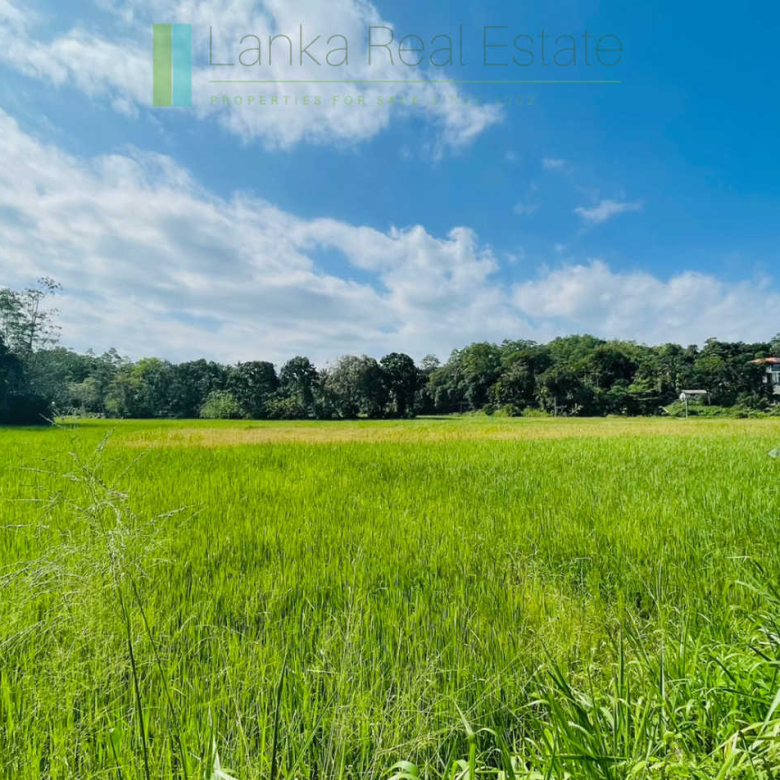 Two acre paddy view with potential in Habaraduwa