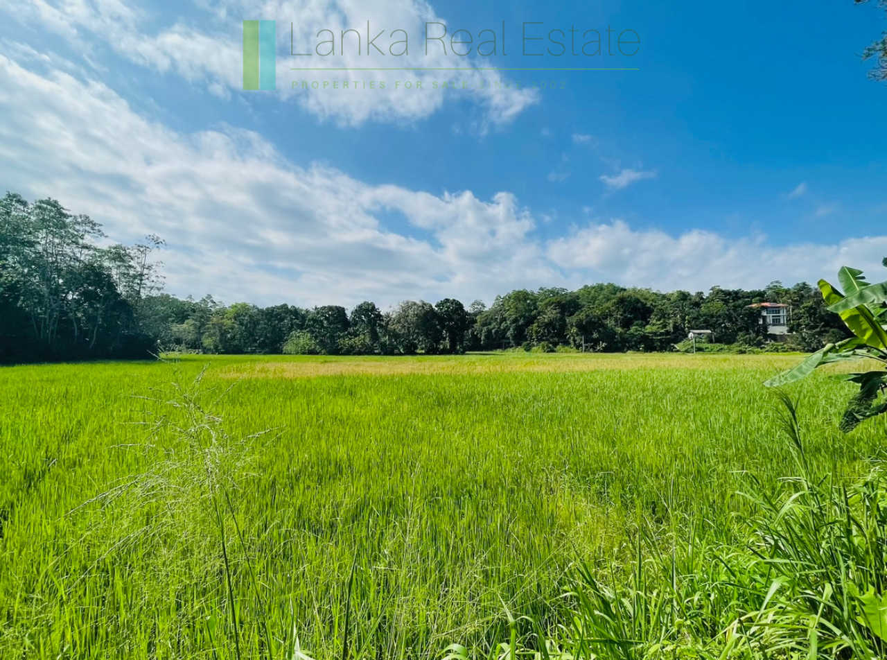 Two acre paddy view with potential in Habaraduwa