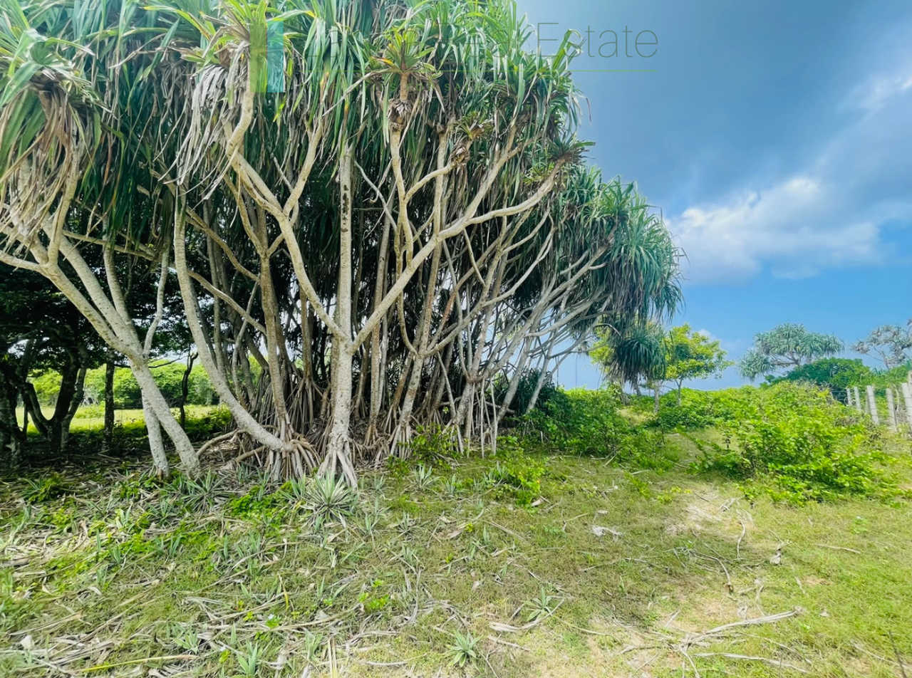 Elevated oceanfront land on pristine beach