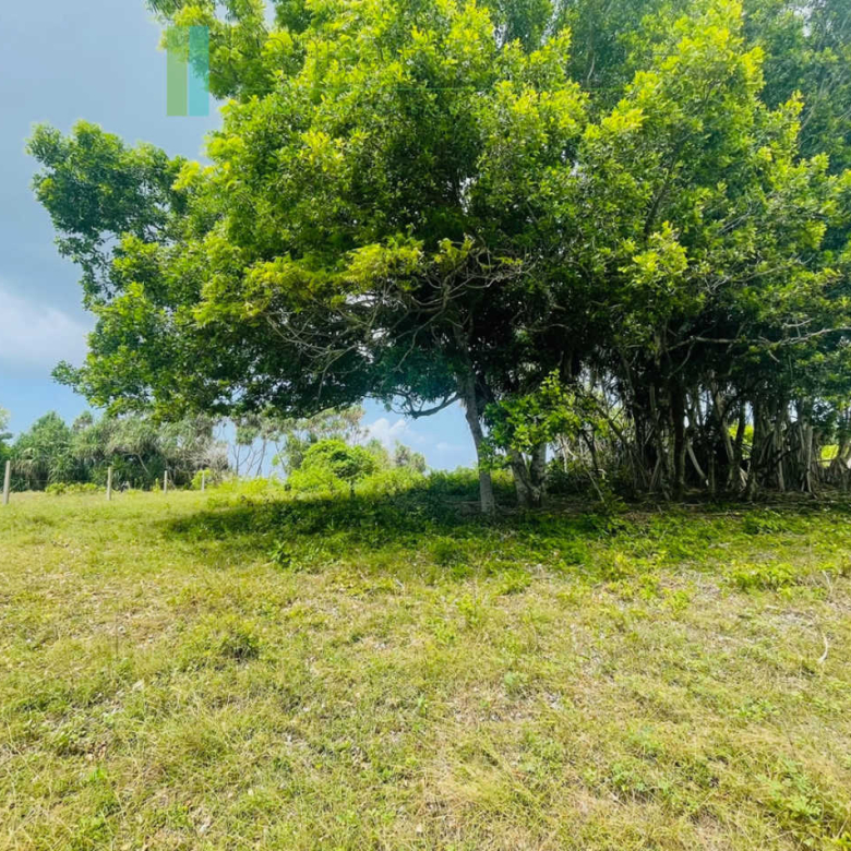 Elevated oceanfront land on pristine beach