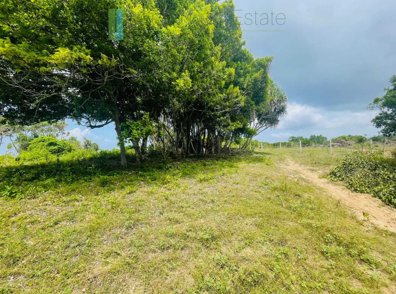 Elevated oceanfront land on pristine beach