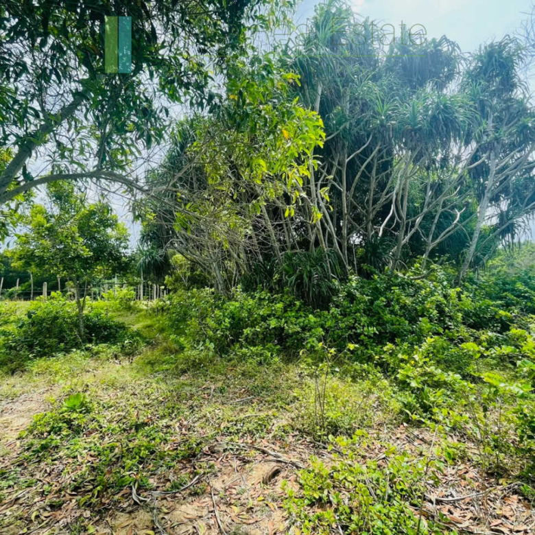 Elevated oceanfront land on pristine beach