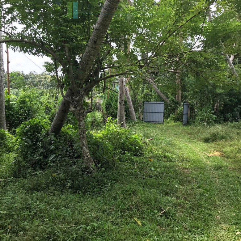 Paddy view project near Talalla Beach