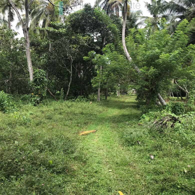 Paddy view project near Talalla Beach