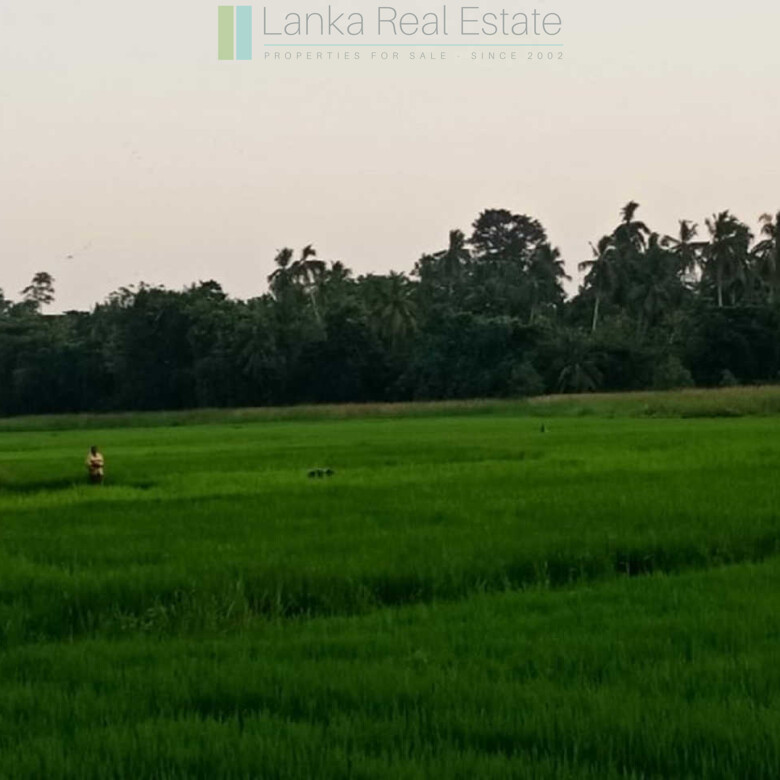 Paddy view project near Talalla Beach