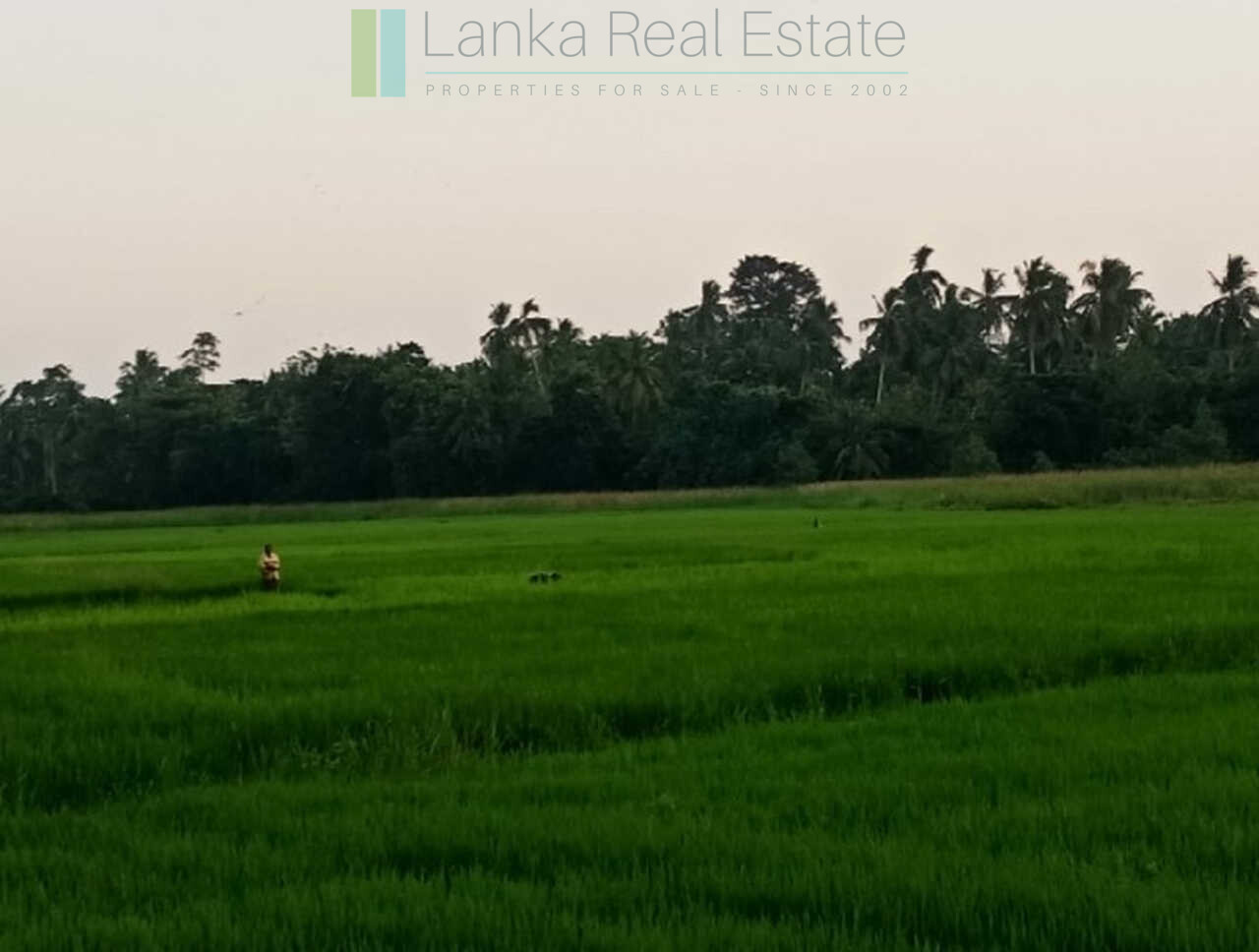 Paddy view project near Talalla Beach