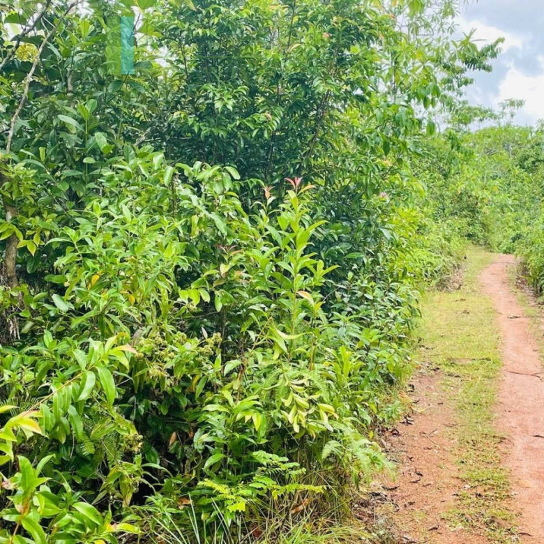 Large lofty plot with far-reaching views in Habaraduwa