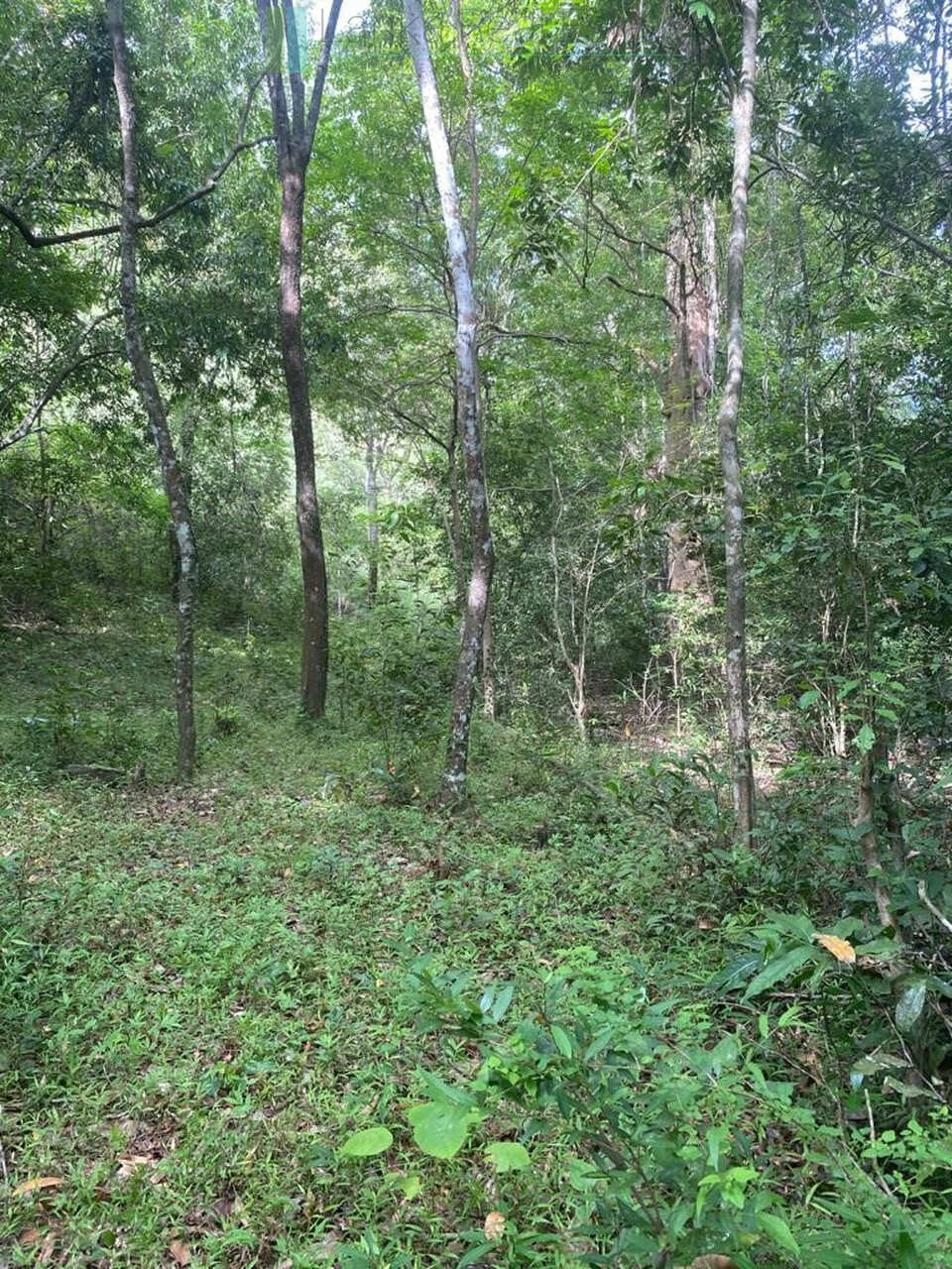 500 acres of untouched hill country land