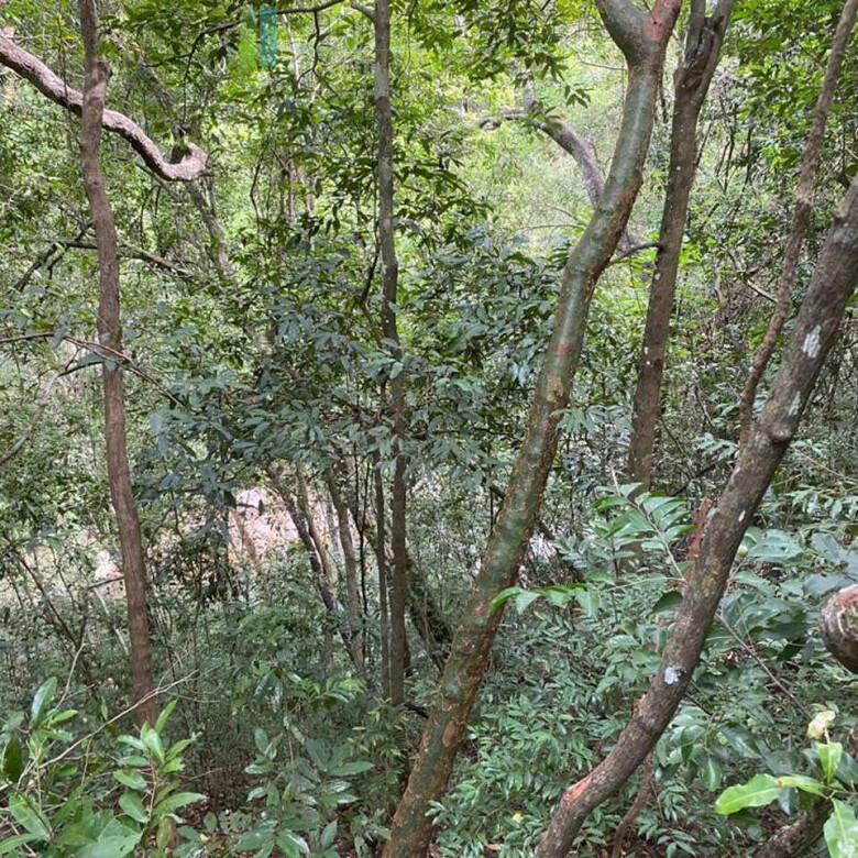 500 acres of untouched hill country land