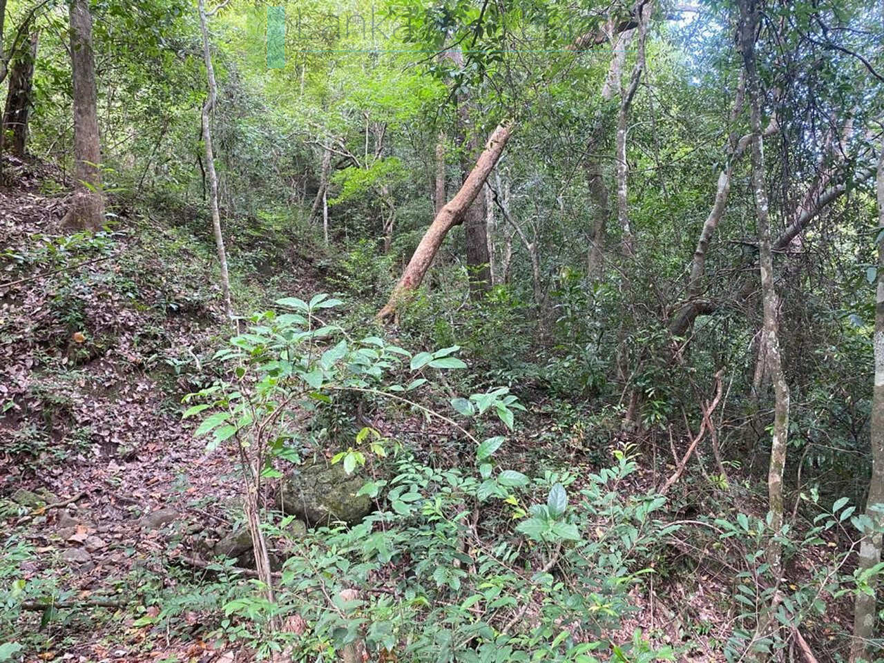500 acres of untouched hill country land