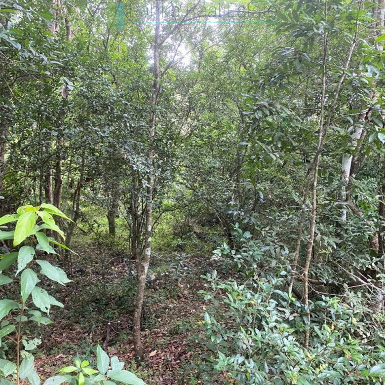 500 acres of untouched hill country land