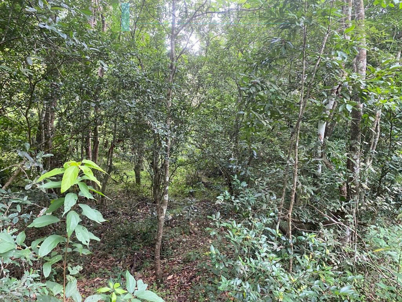500 acres of untouched hill country land