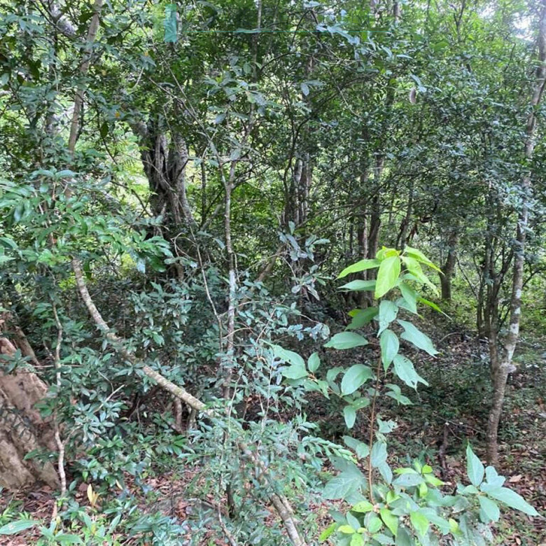 500 acres of untouched hill country land