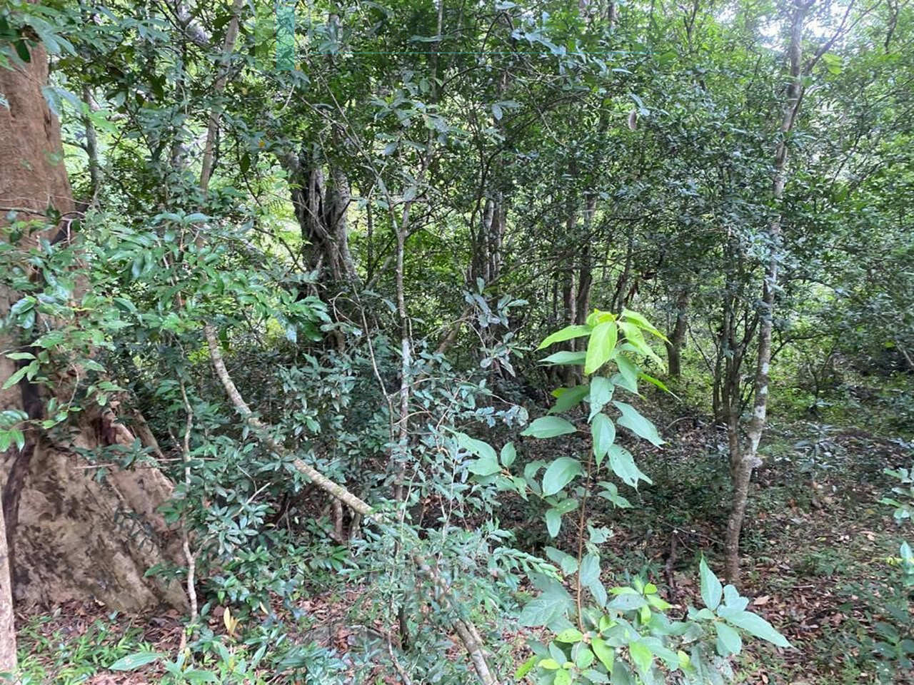 500 acres of untouched hill country land