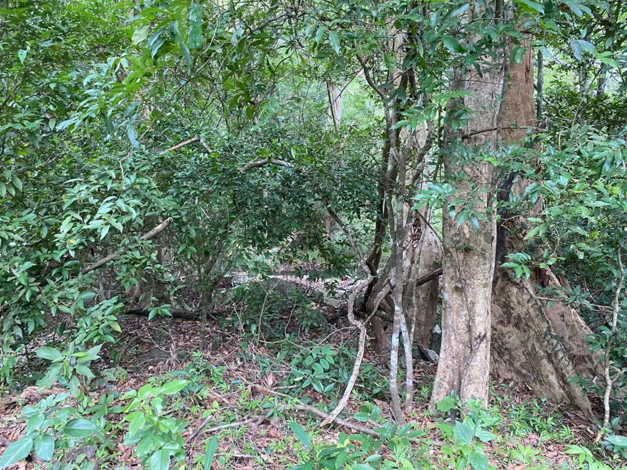 500 acres of untouched hill country land