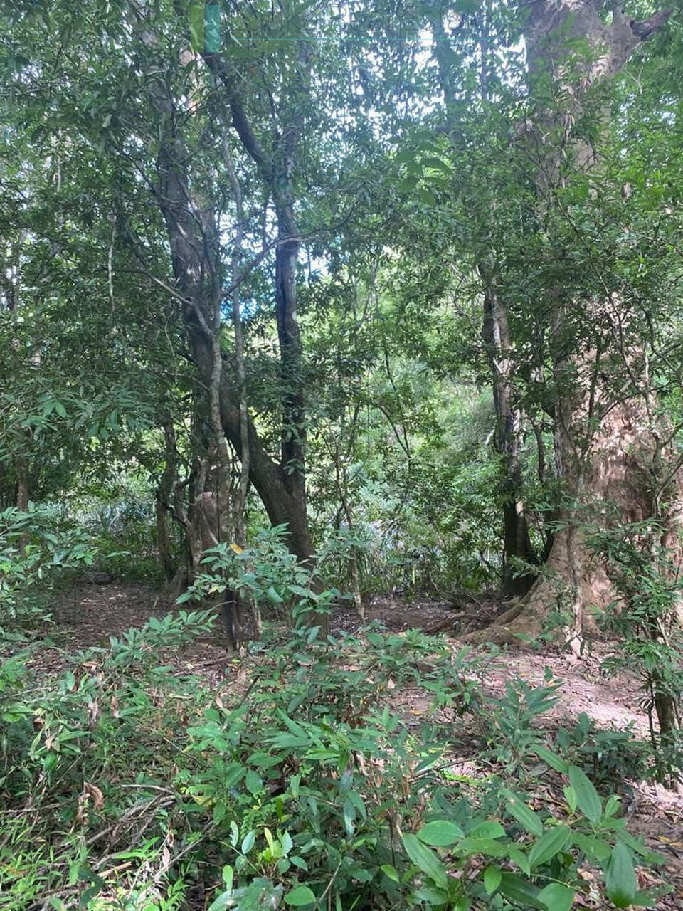 500 acres of untouched hill country land