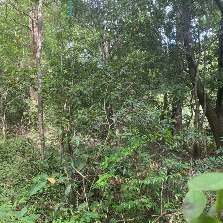 500 acres of untouched hill country land