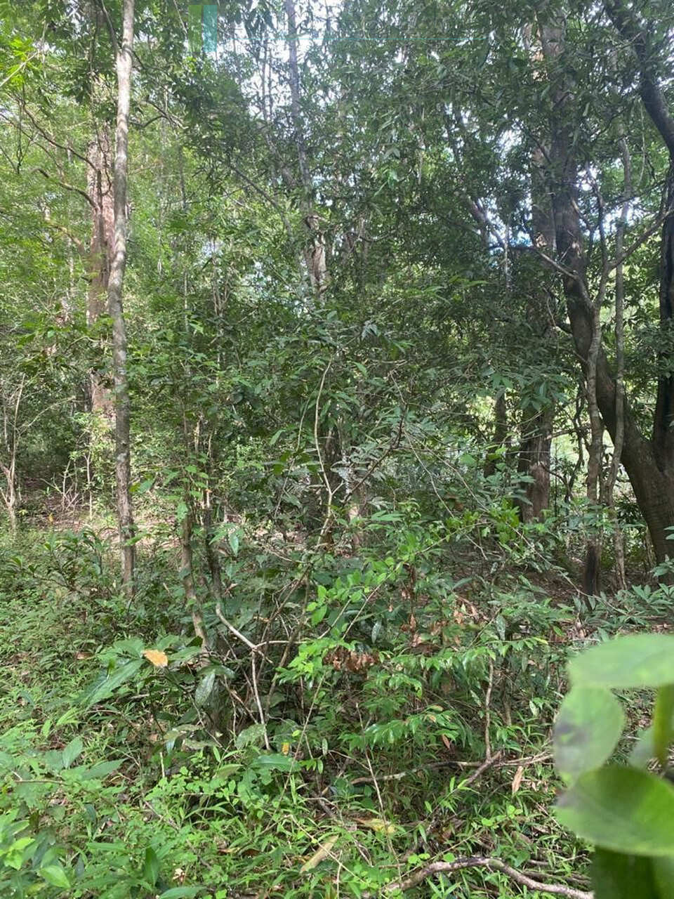 500 acres of untouched hill country land