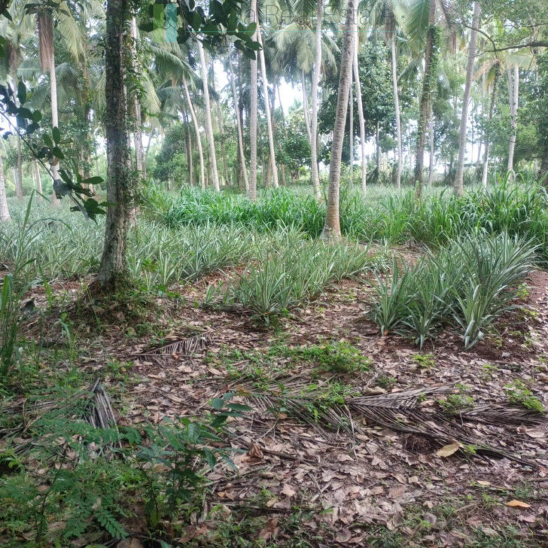 Huge plot with potential in the Negombo area