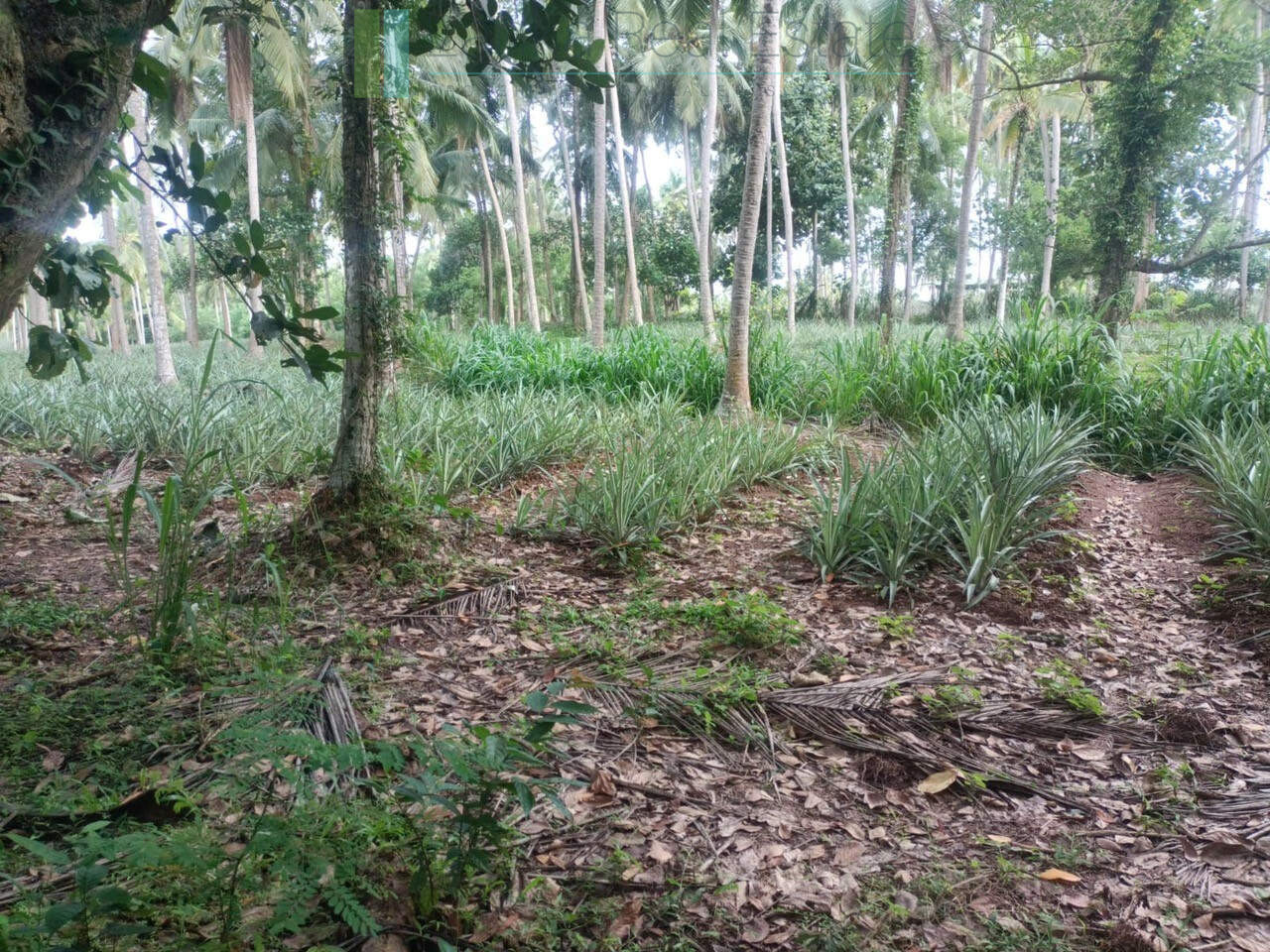 Huge plot with potential in the Negombo area