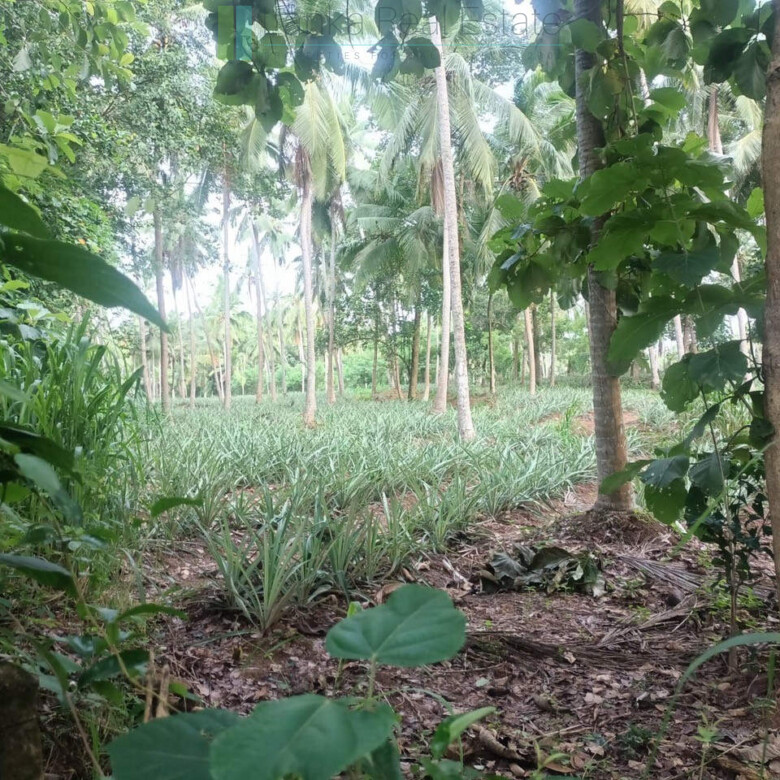 Huge plot with potential in the Negombo area