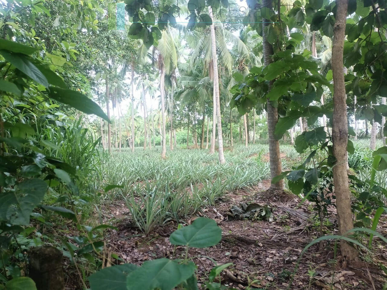 Huge plot with potential in the Negombo area