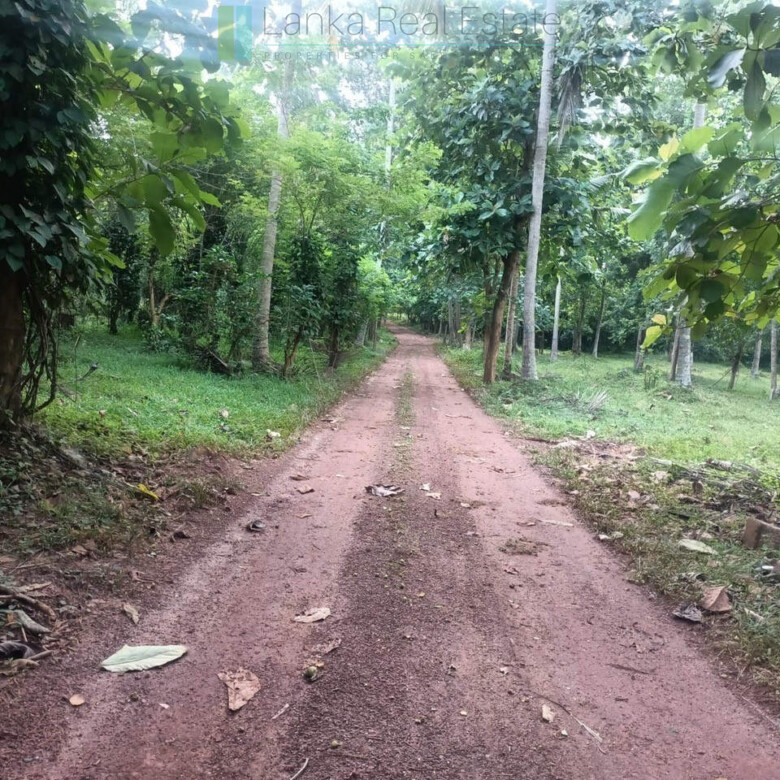 Huge plot with potential in the Negombo area