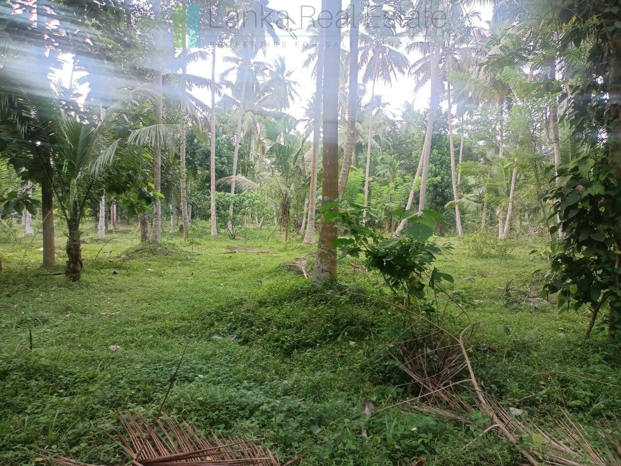 Huge plot with potential in the Negombo area