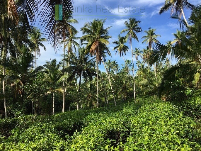 An acre of gently sloping land in Ahangama