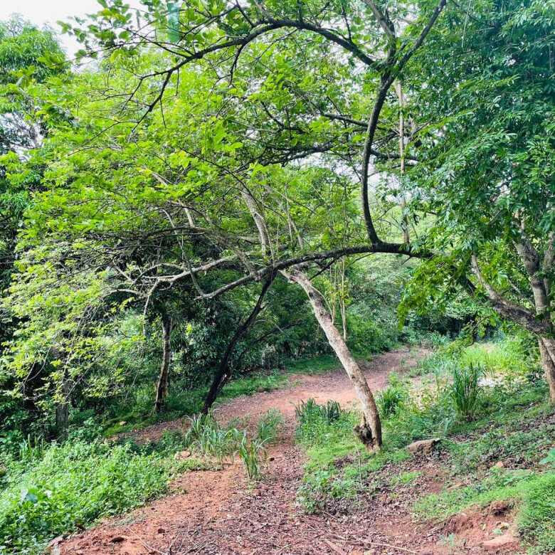 Elevated ocean view land near Tangalle