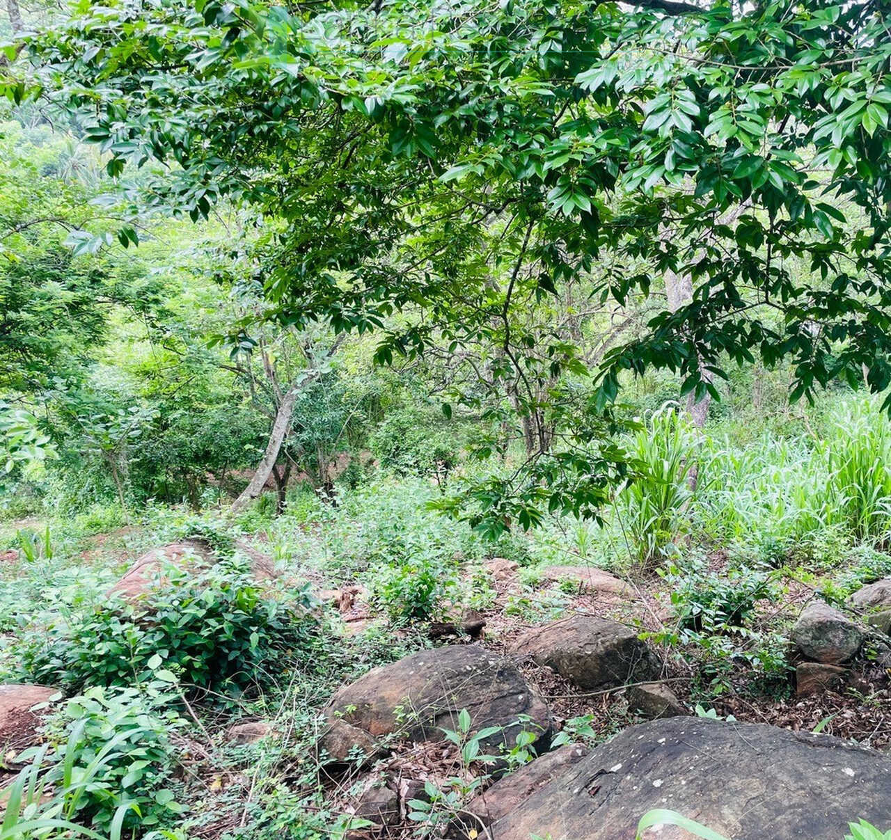 Elevated ocean view land near Tangalle