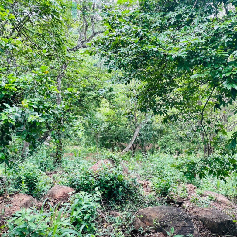 Elevated ocean view land near Tangalle