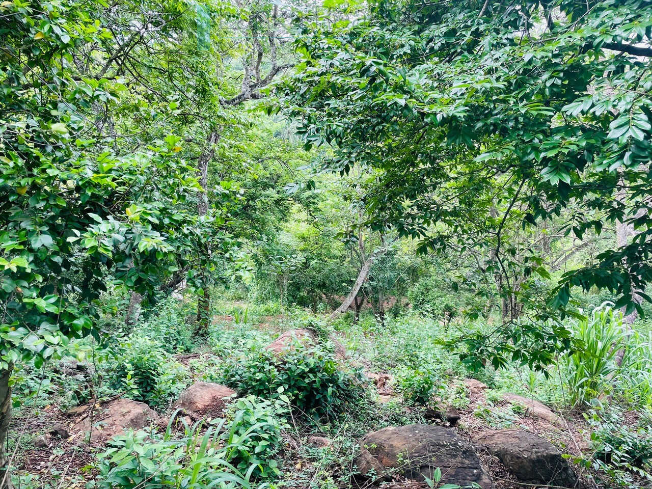Elevated ocean view land near Tangalle