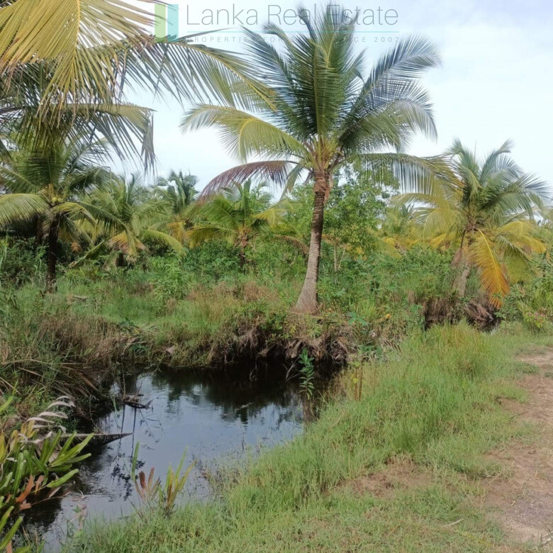 100 acres on Negombo Lagoon