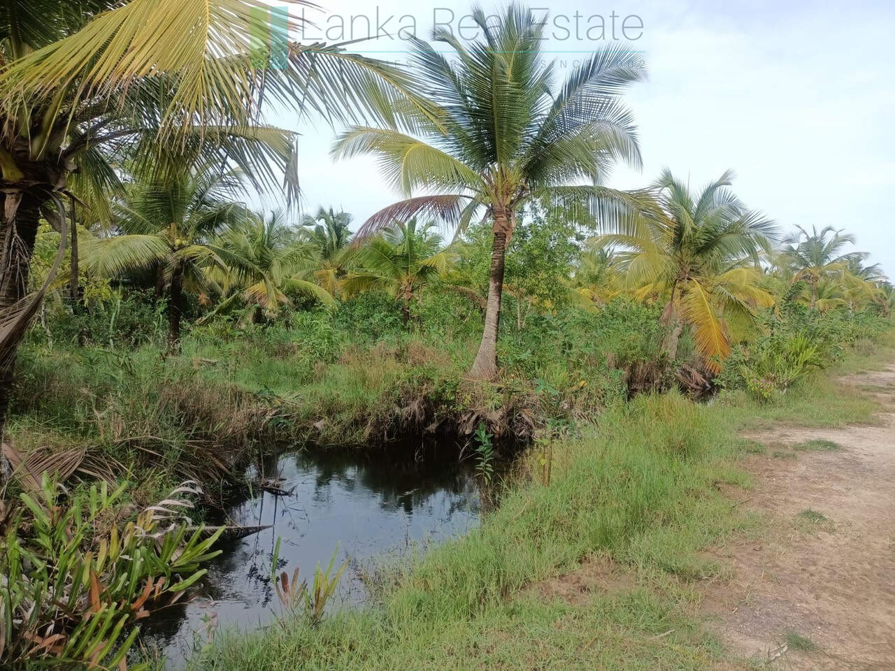 100 acres on Negombo Lagoon