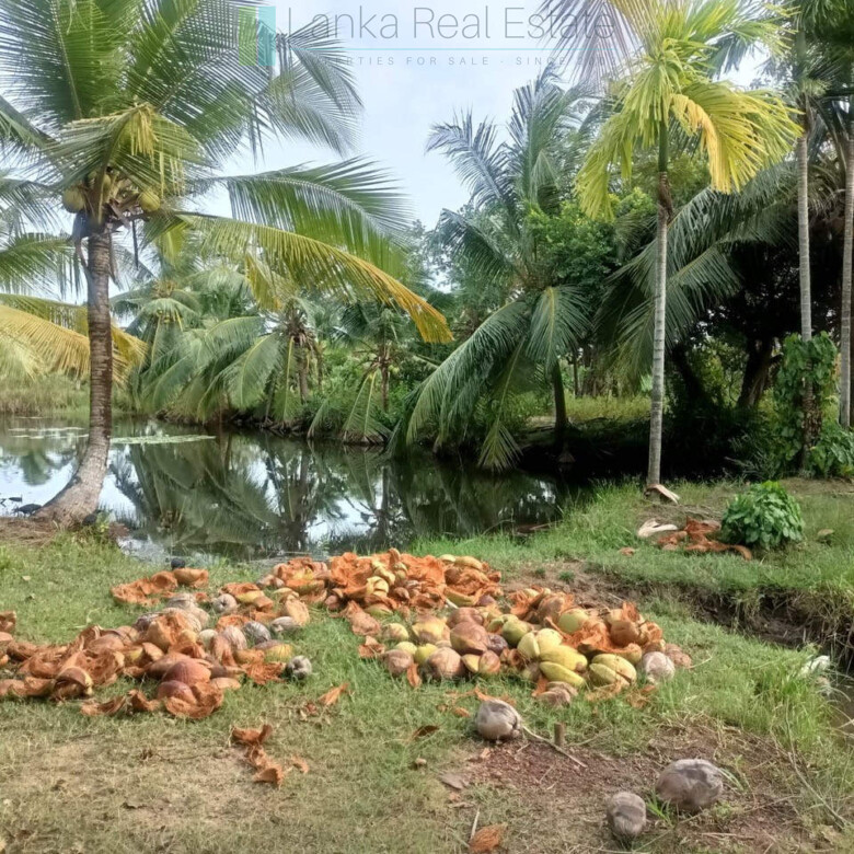 100 acres on Negombo Lagoon