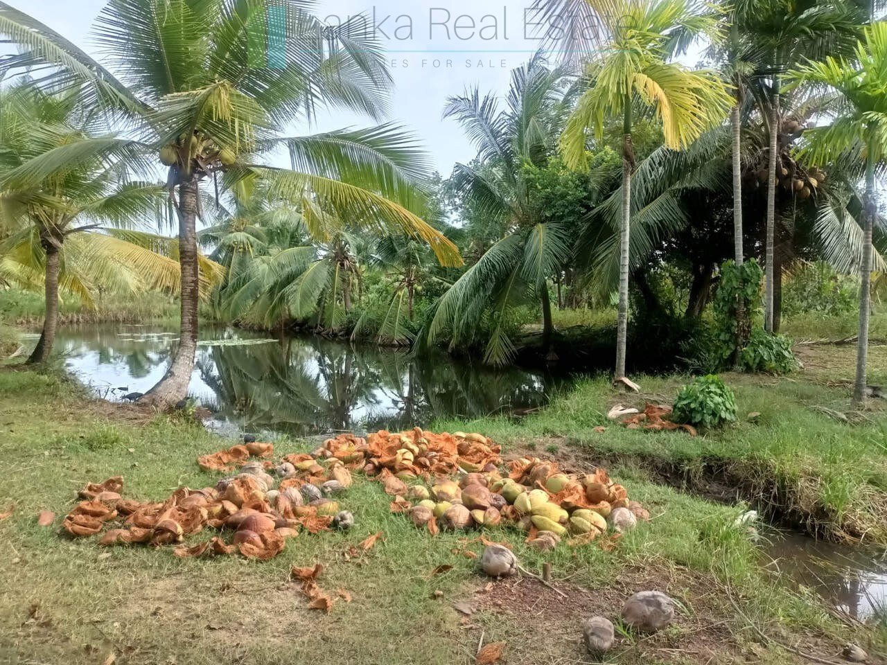 100 acres on Negombo Lagoon