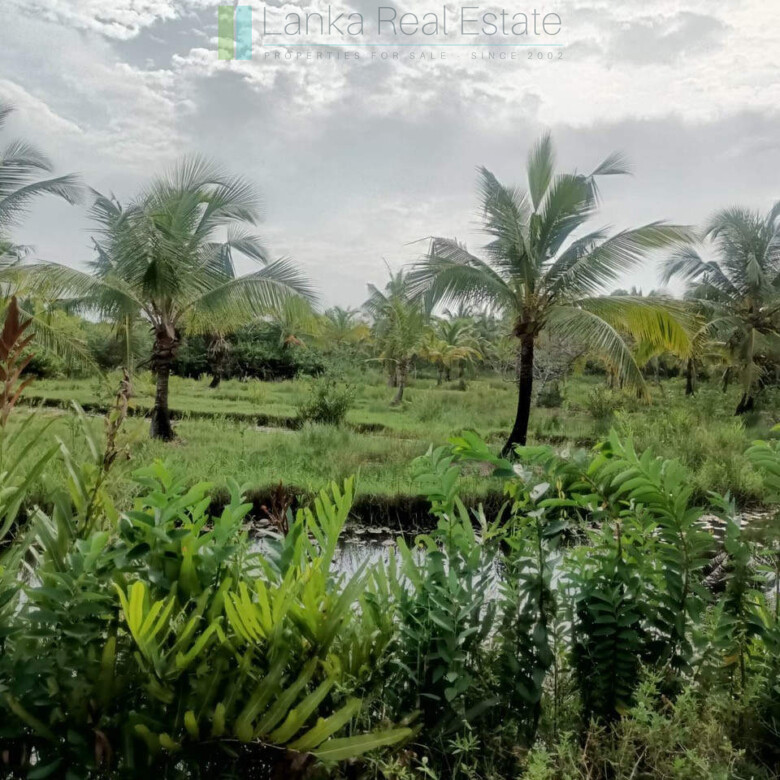 100 acres on Negombo Lagoon