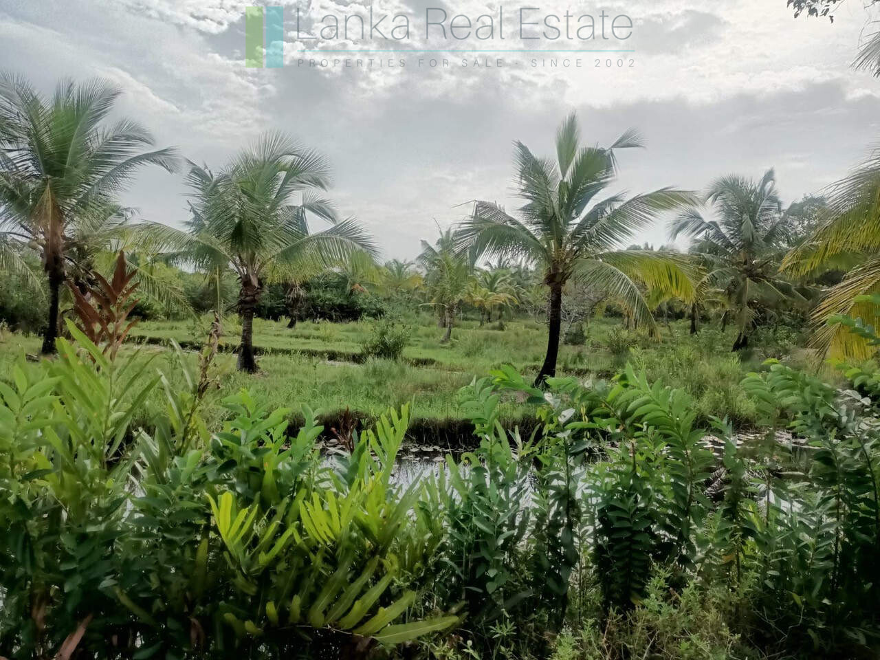 100 acres on Negombo Lagoon