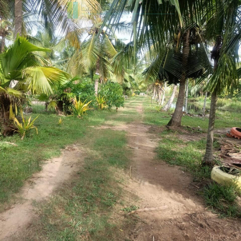 100 acres on Negombo Lagoon