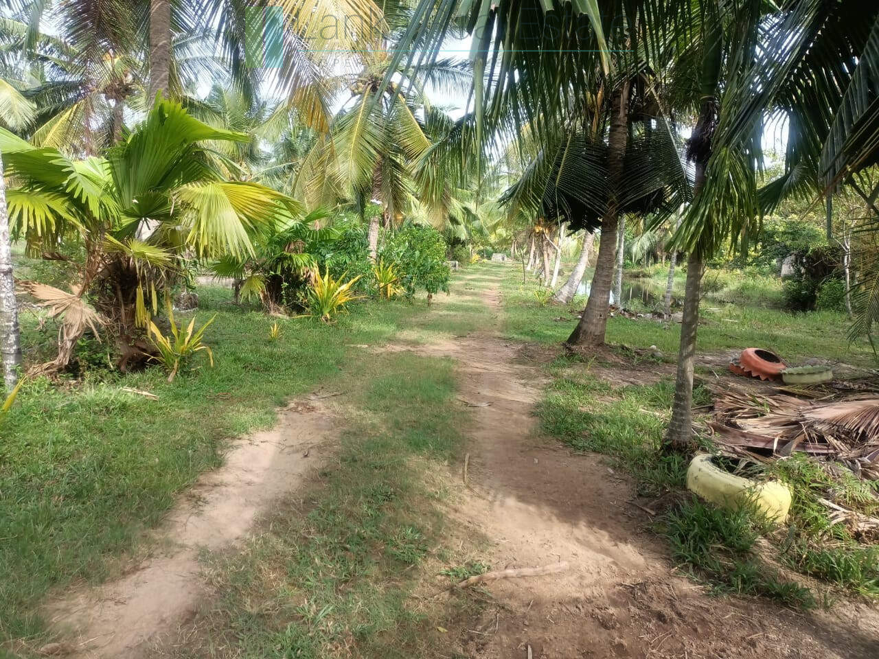 100 acres on Negombo Lagoon