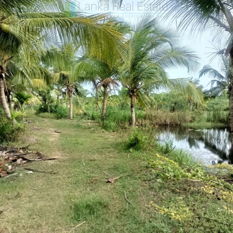 100 acres on Negombo Lagoon