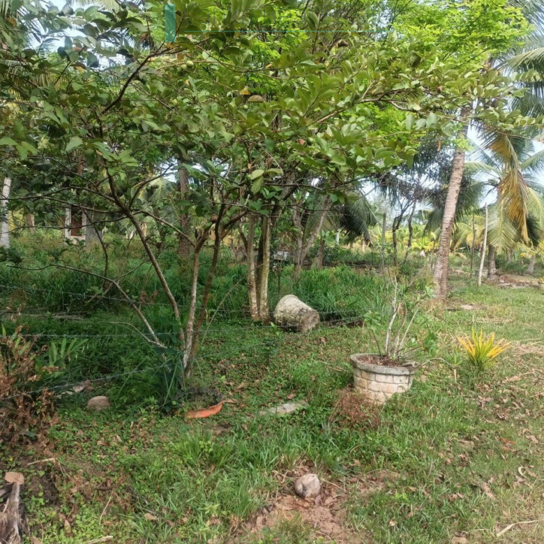 100 acres on Negombo Lagoon