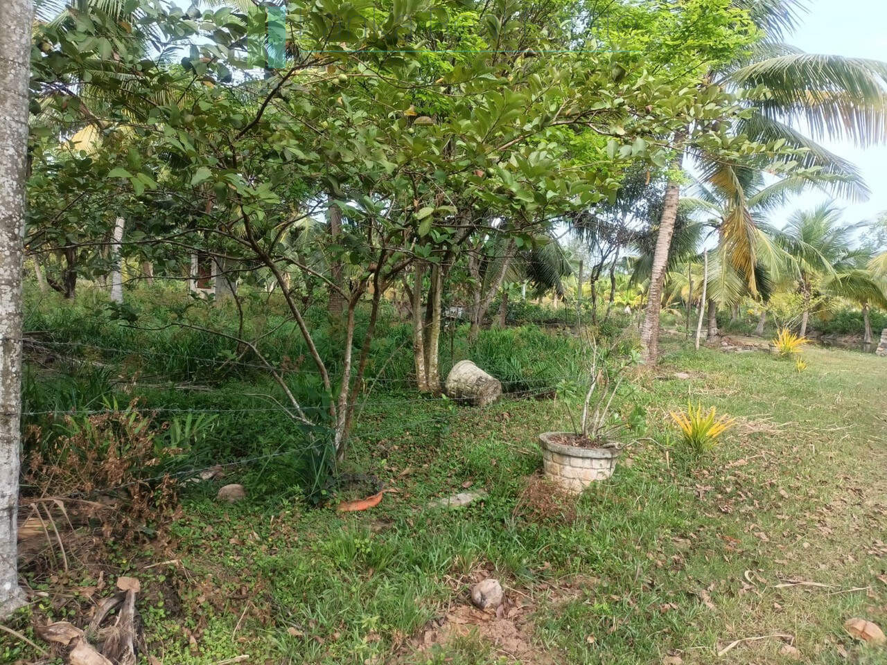 100 acres on Negombo Lagoon