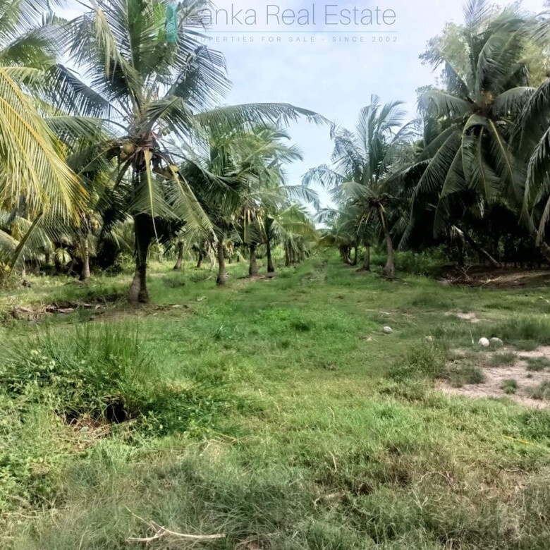 100 acres on Negombo Lagoon