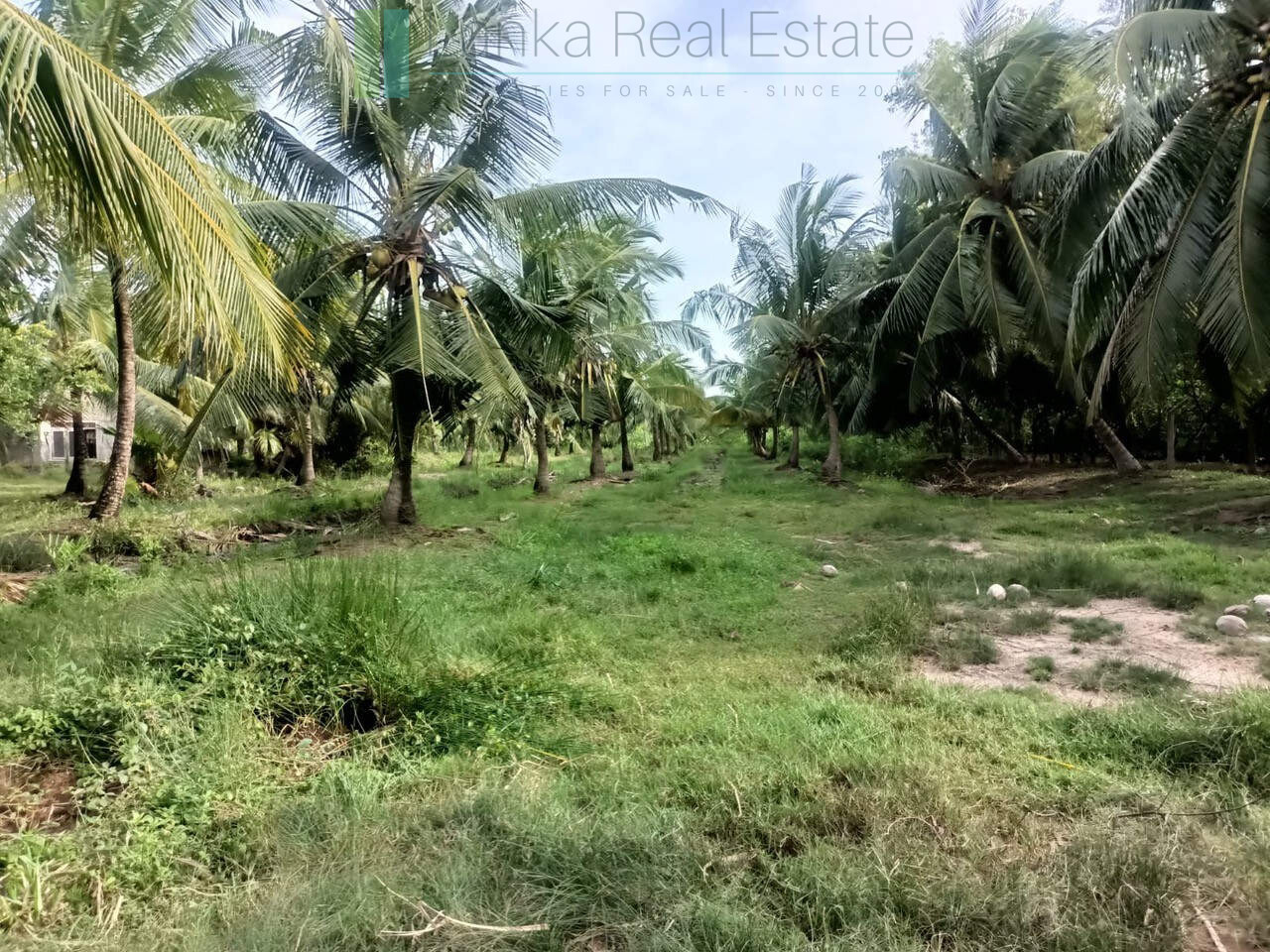 100 acres on Negombo Lagoon