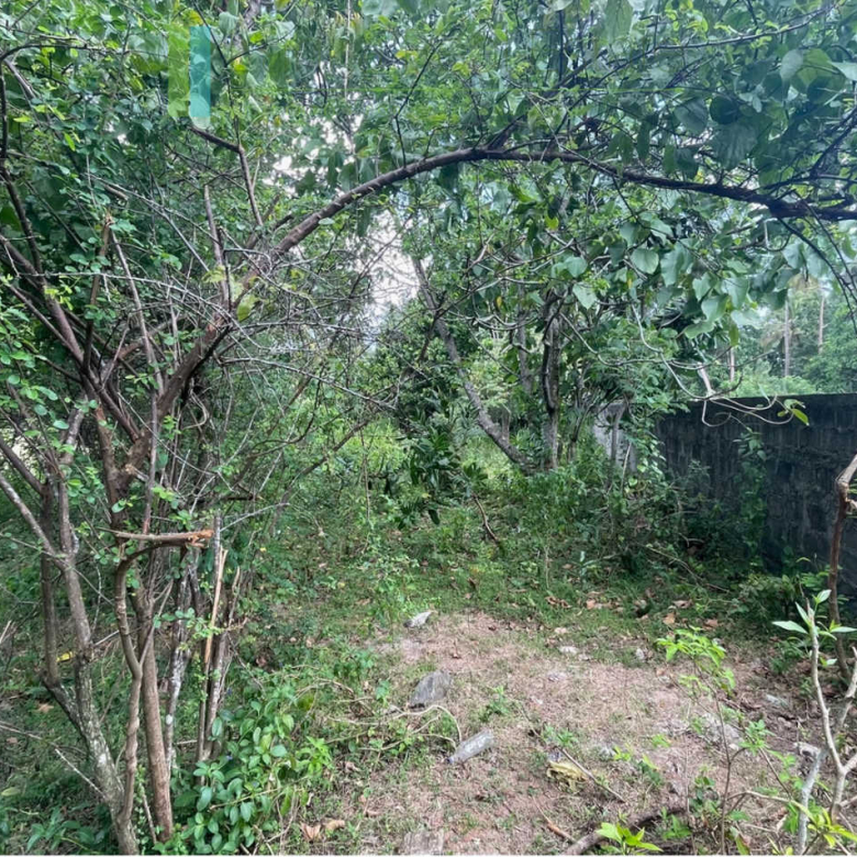 Development plot in Talpe